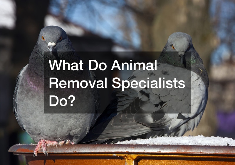 What Do Animal Removal Specialists Do?