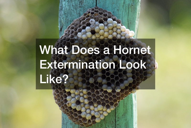 What Does a Hornet Extermination Look Like?