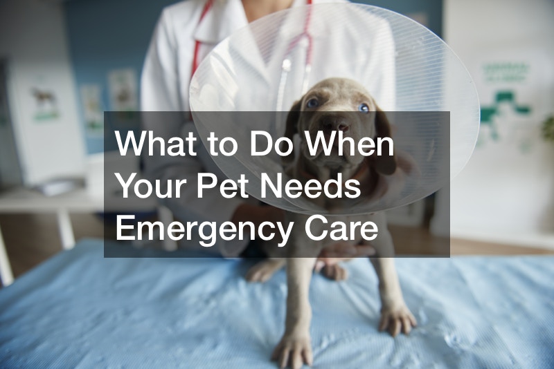 What to Do When Your Pet Needs Emergency Care