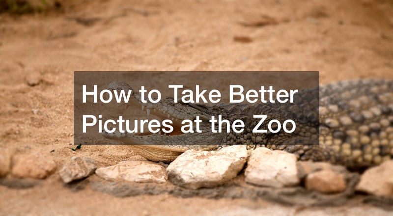 How to Take Better Pictures at the Zoo