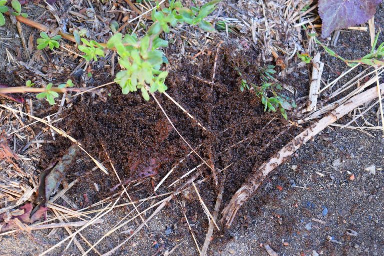 Colony of red ants small